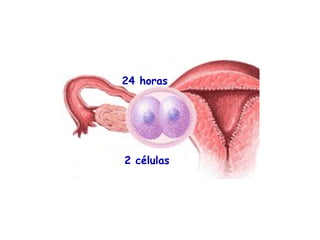 24 horas




2 células
 