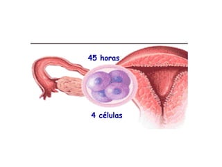 45 horas




4 células
 
