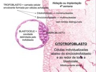 Nidação ou Implantação
TROFOBLASTO = camada celular
                                                 4ª semana
envolvente formada por células achatadas

                             Citotrofoblasto --- mononucleadas
                             Sinciciotrofoblasto --- multinucleadas
                                               sem limites distinguíveis


             BLASTOCELE =
                                     EMBRIOBLASTO
                 cavidade
              delimitada pelo
                trofoblasto
                                              CITOTROFOBLASTO
                                             Células individualizadas
                                           abaixo do sinciciotrofoblasto
                                              e ao redor de toda a
                                                   blastocele
                                                   Mitoticamente ativas
 