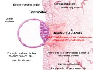 Epitélio prismático simples           Glândulas tubulosas
                                                   Tecido conjuntivo

                      Endométrio
 Lúmen
do útero



                                             SINCICIOTROFOBLASTO
                                     quando o trofoblasto entra em contato com o
                                          endométrio sofre modificações.




 Produção de Gonadotrofina             Através do sinciciotrofoblasto o embrião
  coriônica humana (hCG)                        invade o endométrio

      sinciciotrofoblasto
                                                Enzimas proteolíticas
                                          Apoptose de células endometriais
 