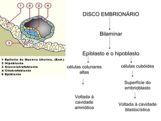 DISCO EMBRIONÁRIO


6 a 7 Dias
                             Bilaminar


                    Epiblasto e o hipoblasto

             células colunares       células cubóides
                   altas

                                         Superfície do
                                         embrioblasto
                Voltada à
                cavidade            Voltada à cavidade
                amniótica              blastocística
 