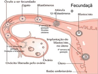 Fecundaçã
                                   12-16 blastômeros
                                                     o


                        3ª semana de
                          gestação
                           Divisões
                           celulares




  1ª e 2ª semana de
       gestação                        4ª semana de
Ovulação e fecundação                    gestação
 
