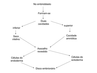 No embrioblasto


                Formam-se


                  Duas
                cavidades
                                  superior
 inferior


  Saco                              Cavidade
 vitelino                           amniótica



                Assoalho
                revestido

Células do                              Células do
endoderma                               ectoderma


              Disco embrionário
 