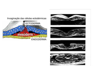 Invaginação das células ectodérmicas

                ECTODERMA




                      ENDODERMA
 
