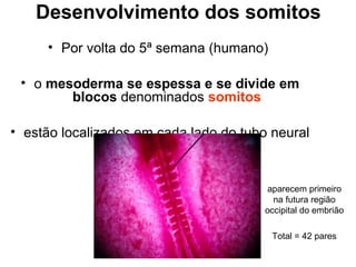Desenvolvimento dos somitos
     • Por volta do 5ª semana (humano)

 • o mesoderma se espessa e se divide em
        blocos denominados somitos

• estão localizados em cada lado do tubo neural



                                         aparecem primeiro
                                          na futura região
                                        occipital do embrião

                                         Total = 42 pares
 