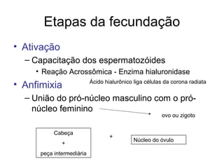Etapas da fecundação
• Ativação
  – Capacitação dos espermatozóides
     • Reação Acrossômica - Enzima hialuronidase
• Anfimixia                Ácido hialurônico liga células da corona radiata


  – União do pró-núcleo masculino com o pró-
    núcleo feminino
                                                        ovo ou zigoto


           Cabeça
                                   +
                                             Núcleo do óvulo
              +
      peça intermediária
 