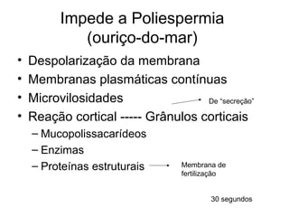 Impede a Poliespermia
             (ouriço-do-mar)
•   Despolarização da membrana
•   Membranas plasmáticas contínuas
•   Microvilosidades                De “secreção”

•   Reação cortical ----- Grânulos corticais
    – Mucopolissacarídeos
    – Enzimas
    – Proteínas estruturais       Membrana de
                                  fertilização


                                         30 segundos
 