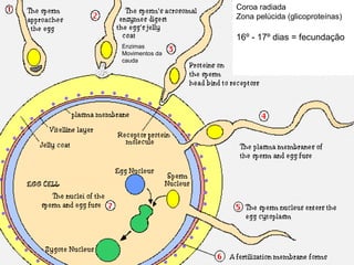 Coroa radiada
                Zona pelúcida (glicoproteínas)

                16º - 17º dias = fecundação
Enzimas
Movimentos da
cauda
 
