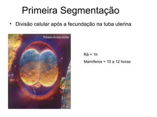 Primeira Segmentação
• Divisão celular após a fecundação na tuba uterina




                               Rã = 1h
                               Mamíferos = 10 a 12 horas
 