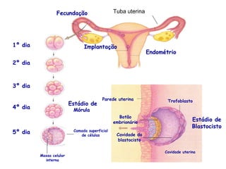 Fecundação              Trompa de falópio
                                            Tuba uterina




1º dia                         Implantação
                                                              Endométrio
2º dia



3º dia

                                         Parede uterina              Trofoblasto
                         Estádio de
4º dia                    Mórula
                                                 Botão
                                               embrionário
                                                                                  Estádio de
                                                                                  Blastocisto
5º dia                    Camada superficial
                             de células         Cavidade do
                                                blastocisto

                                                                    Cavidade uterina
         Massa celular
           interna
 