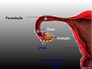 Espermatozóides 
Vagina 
Útero 
Ovulação 
Óvulo 
Fecundação 
 