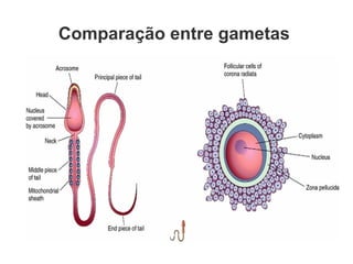 Comparação entre gametas 
 