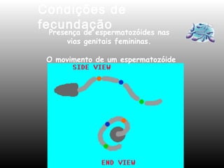 Condições de 
fecundação Presença de espermatozóides nas 
vias genitais femininas. 
O movimento de um espermatozóide 
 