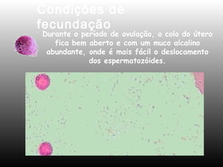 Condições de 
fecundação 
Durante o período de ovulação, o colo do útero 
fica bem aberto e com um muco alcalino 
abundante, onde é mais fácil o deslocamento 
dos espermatozóides. 
 