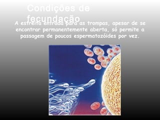 Condições de 
fecundação A estreita entrada para as trompas, apesar de se 
encontrar permanentemente aberta, só permite a 
passagem de poucos espermatozóides por vez. 
 