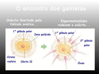 O encontro dos gametas 
Ovócito libertado pelo 
folículo ovárico... 
Espermatozóides 
rodeiam o ovócito... 
1º glóbulo polar 
Zona pelúcida 
1º glóbulo polar 
2º glóbulo 
polar 
Oócito II Óvulo 
Corona 
radiata 
 