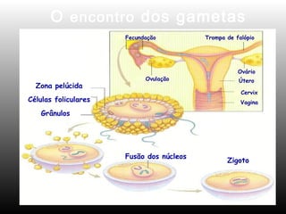 O encontro dos gametas 
Células foliculares 
Fusão dos núcleos 
Grânulos 
Trompa de falópio 
Ovário 
Zigoto 
Zona pelúcida 
Vagina 
Fecundação 
Ovulação Útero 
Cervix 
 