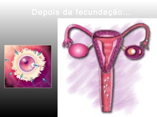 Depois da fecundação... 
 
