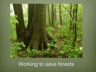 Working to save forests
 