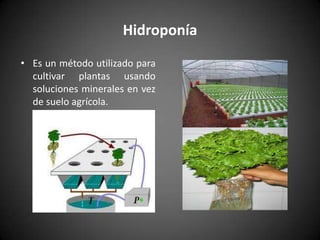 Hidroponía
• Es un método utilizado para
cultivar plantas usando
soluciones minerales en vez
de suelo agrícola.