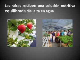 Las raíces reciben una solución nutritiva
equilibrada disuelta en agua