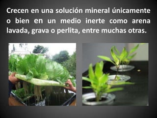 Crecen en una solución mineral únicamente
o bien en un medio inerte como arena
lavada, grava o perlita, entre muchas otras.