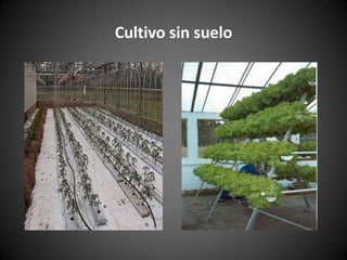 Cultivo sin suelo