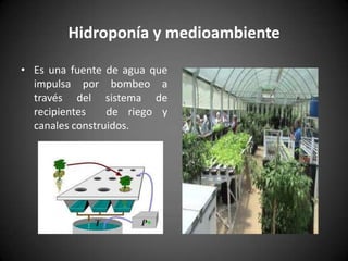 Hidroponía y medioambiente
• Es una fuente de agua que
impulsa por bombeo a
través del sistema de
recipientes de riego y
canales construidos.