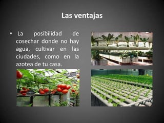 Las ventajas
• La posibilidad de
cosechar donde no hay
agua, cultivar en las
ciudades, como en la
azotea de tu casa.