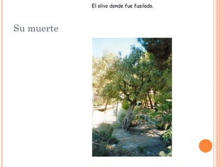 El olivo donde fue fusilado.



Su muerte
 