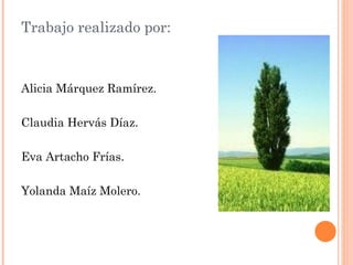 Trabajo realizado por:



Alicia Márquez Ramírez.
 
Claudia Hervás Díaz.
 
Eva Artacho Frías.
 
Yolanda Maíz Molero.
 