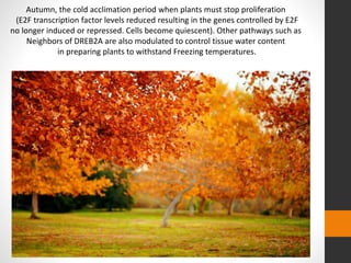 Autumn, the cold acclimation period when plants must stop proliferation 
(E2F transcription factor levels reduced resulting in the genes controlled by E2F 
no longer induced or repressed. Cells become quiescent). Other pathways such as 
Neighbors of DREB2A are also modulated to control tissue water content 
in preparing plants to withstand Freezing temperatures. 
 
