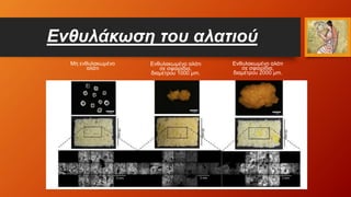 Ενθυλάκωση του αλατιού
Μη ενθυλακωμένο
αλάτι
Ενθυλακωμένο αλάτι
σε σφαιρίδια,
διαμέτρου 1000 μm.
Ενθυλακωμένο αλάτι
σε σφαιρίδια,
διαμέτρου 2000 μm.
 