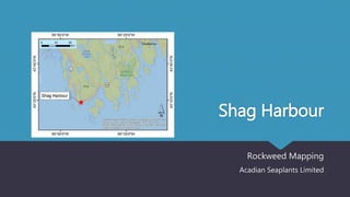 Shag Harbour
Rockweed Mapping
Acadian Seaplants Limited
 
