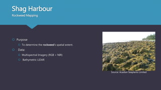 Shag Harbour
Rockweed Mapping
 Purpose
 To determine the rockweed’s spatial extent.
 Data:
 Multispectral Imagery (RGB + NIR)
 Bathymetric LiDAR
Source: Acadian Seaplants Limited
 