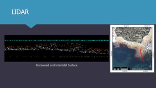 LIDAR
Rockweed and Intertidal Surface
 