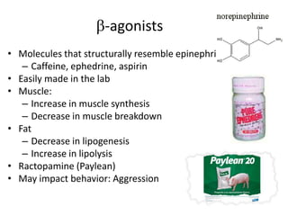 -agonists
• Molecules that structurally resemble epinephrine
– Caffeine, ephedrine, aspirin
• Easily made in the lab
• Muscle:
– Increase in muscle synthesis
– Decrease in muscle breakdown
• Fat
– Decrease in lipogenesis
– Increase in lipolysis
• Ractopamine (Paylean)
• May impact behavior: Aggression
 