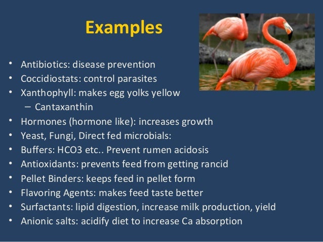 metabolism products that food increase feed additives metabolism products that food increase feed additives