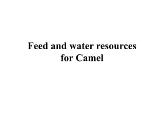 Feed and water resources
for Camel
 