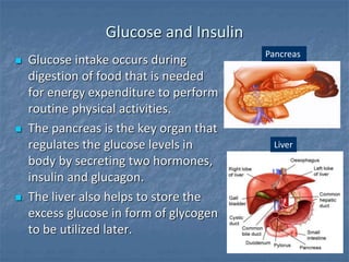 Glucose and Insulin
 Glucose intake occurs during
digestion of food that is needed
for energy expenditure to perform
routine physical activities.
 The pancreas is the key organ that
regulates the glucose levels in
body by secreting two hormones,
insulin and glucagon.
 The liver also helps to store the
excess glucose in form of glycogen
to be utilized later.
Pancreas
Liver
 