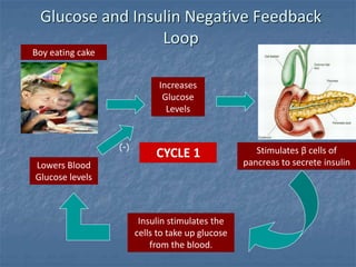 Glucose and Insulin Negative Feedback
Loop
Increases
Glucose
Levels
Boy eating cake
Stimulates β cells of
pancreas to secrete insulin
Insulin stimulates the
cells to take up glucose
from the blood.
Lowers Blood
Glucose levels
CYCLE 1
(-)
 