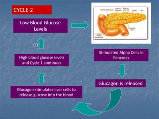 Low Blood Glucose
Levels
Stimulated Alpha Cells in
Pancreas
Glucagon is released
Glucagon stimulates liver cells to
release glucose into the blood
High blood glucose levels
and Cycle 1 continues
CYCLE 2
(-)
 