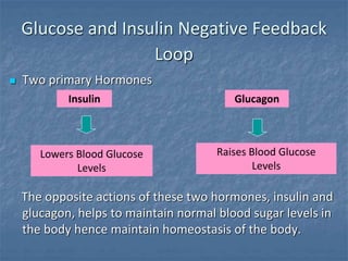 Glucose and Insulin Negative Feedback
Loop
 Two primary Hormones
The opposite actions of these two hormones, insulin and
glucagon, helps to maintain normal blood sugar levels in
the body hence maintain homeostasis of the body.
Insulin Glucagon
Lowers Blood Glucose
Levels
Raises Blood Glucose
Levels
 