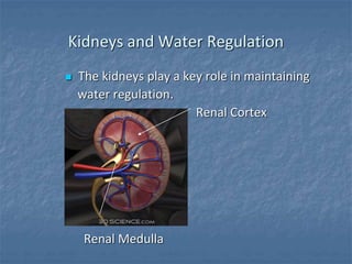 Kidneys and Water Regulation
 The kidneys play a key role in maintaining
water regulation.
Renal Cortex
Renal Medulla
 