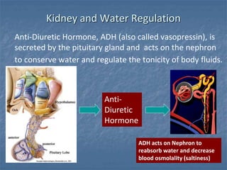 Kidney and Water Regulation
Anti-Diuretic Hormone, ADH (also called vasopressin), is
secreted by the pituitary gland and acts on the nephron
to conserve water and regulate the tonicity of body fluids.
Anti-
Diuretic
Hormone
ADH acts on Nephron to
reabsorb water and decrease
blood osmolality (saltiness)
 