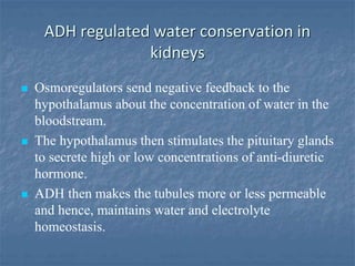 ADH regulated water conservation in
kidneys
 Osmoregulators send negative feedback to the
hypothalamus about the concentration of water in the
bloodstream.
 The hypothalamus then stimulates the pituitary glands
to secrete high or low concentrations of anti-diuretic
hormone.
 ADH then makes the tubules more or less permeable
and hence, maintains water and electrolyte
homeostasis.
 