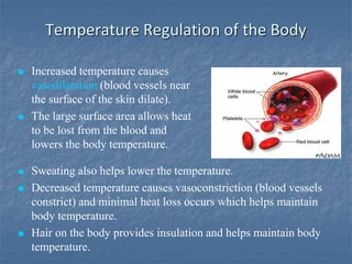 Temperature Regulation of the Body
 Increased temperature causes
vasodilatation (blood vessels near
the surface of the skin dilate).
 The large surface area allows heat
to be lost from the blood and
lowers the body temperature.
 Sweating also helps lower the temperature.
 Decreased temperature causes vasoconstriction (blood vessels
constrict) and minimal heat loss occurs which helps maintain
body temperature.
 Hair on the body provides insulation and helps maintain body
temperature.
 