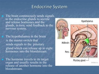 Endocrine System
 The brain continuously sends signals
to the endocrine glands to secrete
and release hormones and the
glands, in turn, send feedback to the
nervous system.
 The hypothalamus in the brain
is the master switch that
sends signals to the pituitary
gland which can release up to eight
hormones into the bloodstream.
 The hormone travels to its target
organ and usually results in the
release of another hormone into the
bloodstream.
 