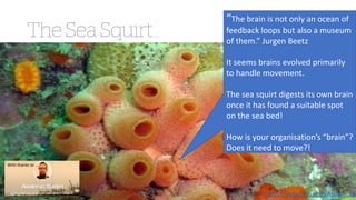 @agileCymru
#agycm18
“The brain is not only an ocean of
feedback loops but also a museum
of them.” Jurgen Beetz
It seems brains evolved primarily
to handle movement.
The sea squirt digests its own brain
once it has found a suitable spot
on the sea bed!
How is your organisation’s “brain”?
Does it need to move?!
With thanks to …
Image: https://alchetron.com/Ascidiacea
 