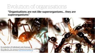 @agileCymru
#agycm18
BMC Ecology, 2011. Flickr: Interactions of Malayatelura ponerophila with Leptogenys
distinguenda host workers (Ant Colony). https://commons.wikimedia.org
Co-evolution of individuals and of groups …
 
